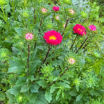 中国政府、砂漠にメガソーラーを作ったら草ボーボーに緑化してしまったと発表