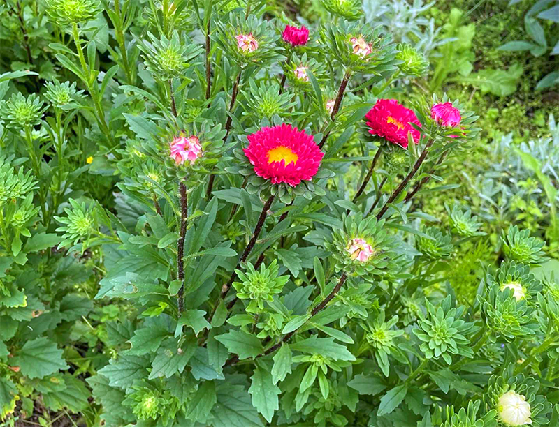 中国政府、砂漠にメガソーラーを作ったら草ボーボーに緑化してしまったと発表