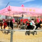 中国でまた本物の馬を使ったメリーゴーラウンド、「動物虐待」批判受け中止に