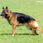 オス、完全に不要だった…遺伝子すら残せない