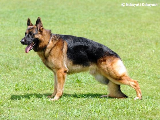オス、完全に不要だった…遺伝子すら残せない