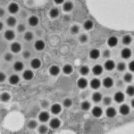 【科学】新種巨大ウイルス、茨城の沼から発見　ヒトに無害、進化の謎解く鍵か