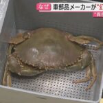【幻のカニ】浜名湖特産・高級食材「ドウマンガニ」