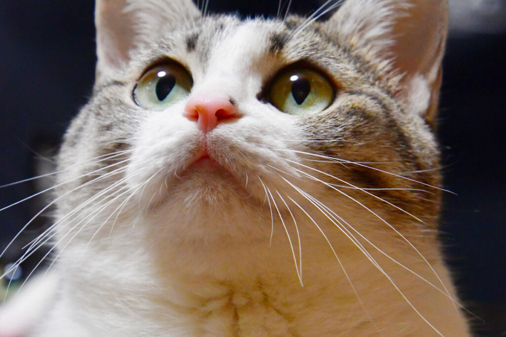 【猫の日】「にゃマト運輸」「ニャース製薬」…？？　各企業公式 《猫ネタ》 競う！ バレンタインデー以上の盛り上がり