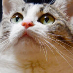 【猫の日】「にゃマト運輸」「ニャース製薬」…？？　各企業公式 《猫ネタ》 競う！ バレンタインデー以上の盛り上がり