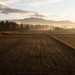 シグマ、米作りを開始　📷