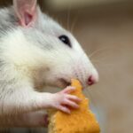 【研究】父親ラットが運動不足だと「雌が生まれやすく」、精子の運動性も低下