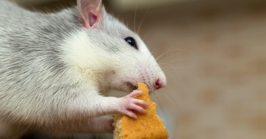 【研究】父親ラットが運動不足だと「雌が生まれやすく」、精子の運動性も低下