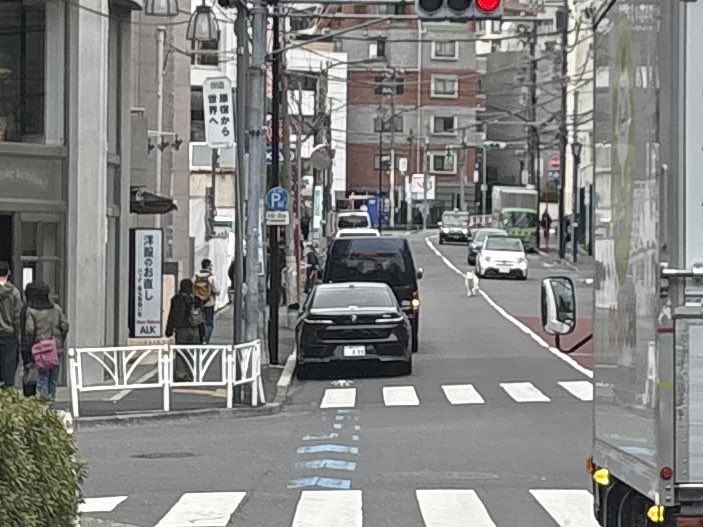 ハライチ岩井、原宿の路上で“衝撃の光景”を目撃「道路にサモエドが走ってました」ネット「脱走か」「心配」