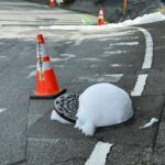 マンホールで噴き出した白い泡からPFAS検出　国指針値の5倍超