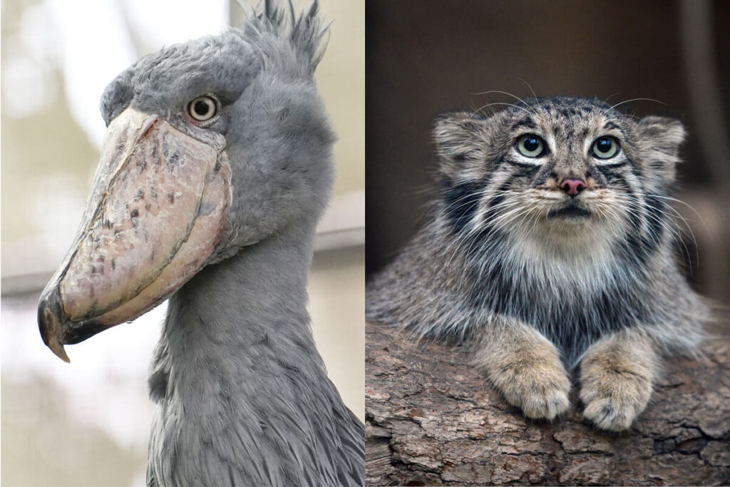 【パンダロス】 人気動物写真家らが推す“ハシビロコウ”でも“マヌルネコ”でもない「NEXTスター動物」の意外な正体