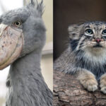 【パンダロス】 人気動物写真家らが推す“ハシビロコウ”でも“マヌルネコ”でもない「NEXTスター動物」の意外な正体