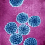 【子宮頸がん、肛門がん、膣がん、外陰がん、陰茎がん、口腔がん、咽頭がん】男女とも、若いうちにヒトパピローマウイルス（HPV）ワクチン接種を・・・婦人科医 「がんを予防するすばらしいワクチンです」