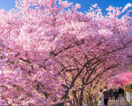 富士吉田市桜まつり中止　観光客が庭先でウ〇コするため　中国人激減＝もう大丈夫なのに…なぜ…