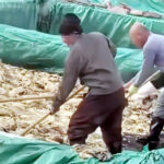 中国では漬物工場で痰やタバコ吸いながら生産