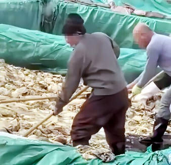 中国では漬物工場で痰やタバコ吸いながら生産