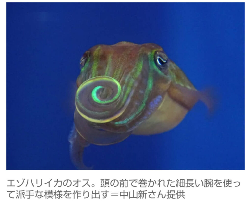 【♥】透き通ったイカが派手な模様を演出　理由は“求愛”　東大など発見 (画像あり)