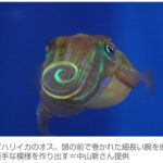 【♥】透き通ったイカが派手な模様を演出　理由は“求愛”　東大など発見 (画像あり)