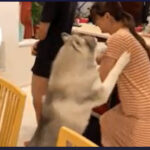 【悲報】やさしーヌ、旦那さんをぽこぽこに殴る奥さんを必死に止める