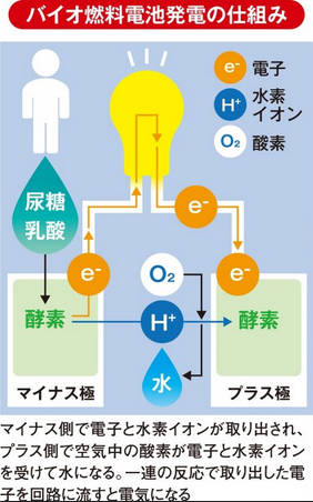 「おしっこ発電」大幅な効率化に成功