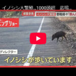 イノシシ大繁殖…1000頭超　悲鳴続々「田んぼ全滅」　突進で歩行者大けが　車に衝突も