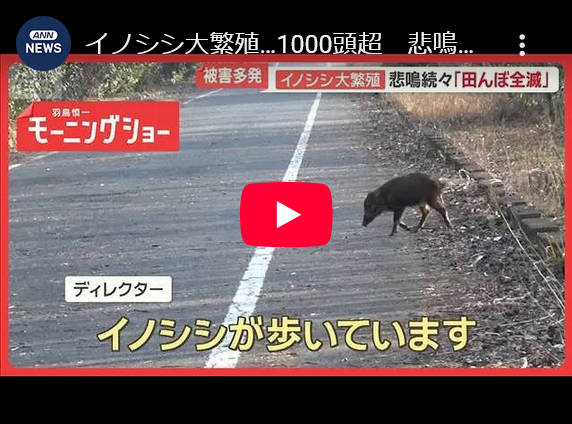 イノシシ大繁殖…1000頭超　悲鳴続々「田んぼ全滅」　突進で歩行者大けが　車に衝突も