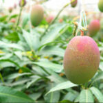 マンゴー収穫で一ヶ月時間外労働200時間　脳出血で倒れる　「JAは謝罪と賠償を」