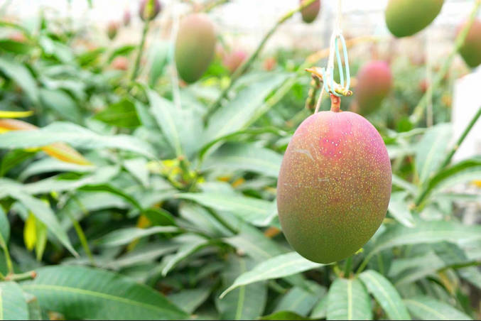 マンゴー収穫で一ヶ月時間外労働200時間　脳出血で倒れる　「JAは謝罪と賠償を」