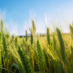 小麦も価格高騰、なに食えばいいんだよ