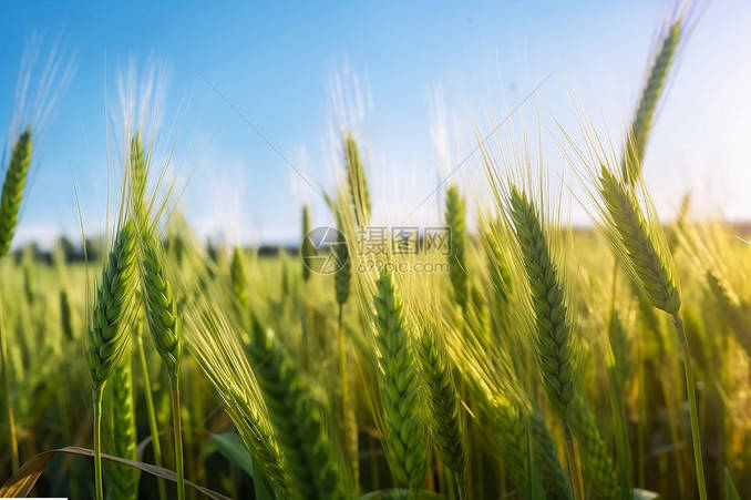 小麦も価格高騰、なに食えばいいんだよ