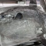 【悲報】マンボウ、1匹98円で売られて死亡🐟