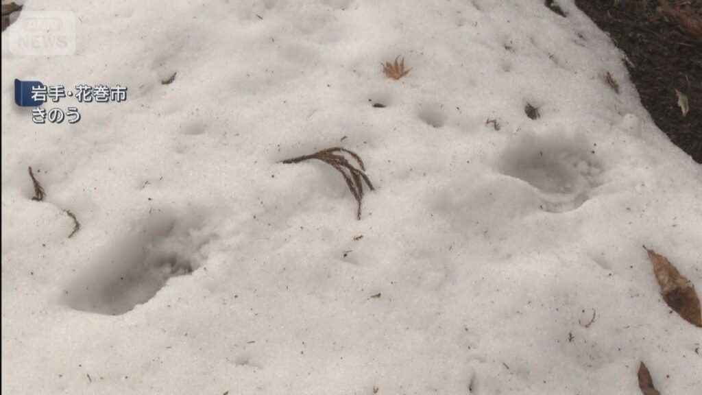 【（・(ｪ)・）】住宅に出没したクマに襲われ猟友会の男性が重傷　岩手・花巻市