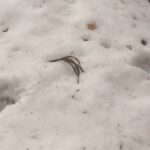 【（・(ｪ)・）】住宅に出没したクマに襲われ猟友会の男性が重傷　岩手・花巻市