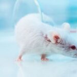 【本】食べても食べても痩せて毛が抜け感染症にかかって死を迎える…動物実験が証明した｢寝不足｣のリスク