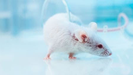 【本】食べても食べても痩せて毛が抜け感染症にかかって死を迎える…動物実験が証明した｢寝不足｣のリスク