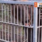 北海道「元警察官や元自衛官にヒグマを狩らせよう」