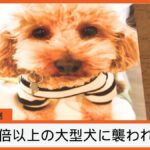 【不起訴】新城市大型犬咬傷事件、ブラジル人飼い主不起訴で批判高まる