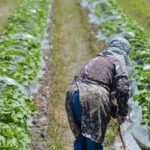 農家「不法就労者がいないと経営が成り立たない」不法就労外国人取り締まり強化に反発