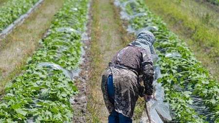 農家「不法就労者がいないと経営が成り立たない」不法就労外国人取り締まり強化に反発
