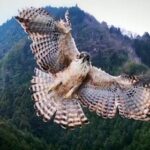 【鷹が高空で襲撃してくる映像】撮影中のドローンが突然墜落！！