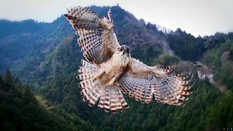 【鷹が高空で襲撃してくる映像】撮影中のドローンが突然墜落！！