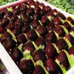 【中国人が苗を盗む（確定）】日本独自の黒いちご「真紅の美鈴」苗が中国に