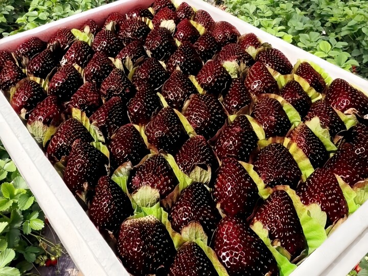 【中国人が苗を盗む（確定）】日本独自の黒いちご「真紅の美鈴」苗が中国に