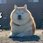 【悲報】柴犬らんまるチャンネル、収益化停止