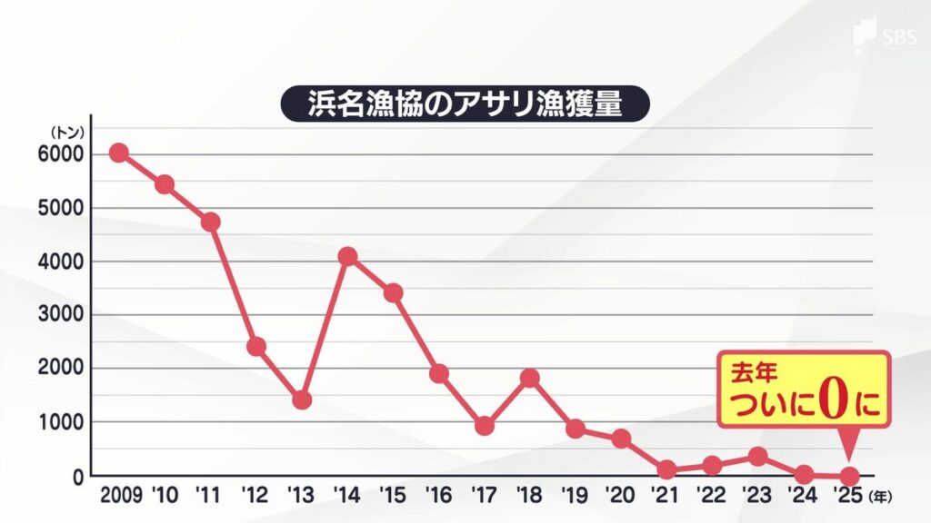 浜名湖名物　アサリの収穫量がゼロに。一体なぜ？!