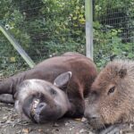 英国の動物園が〝親友〟のバクとカピバラを同じ日に安楽死させる
