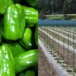 【岩手】失踪したベトナム人技能実習生13人を住み込みで働かせた中国籍のピーマン農場主（36）を逮捕…地方で広がる“闇の受け皿”の実態