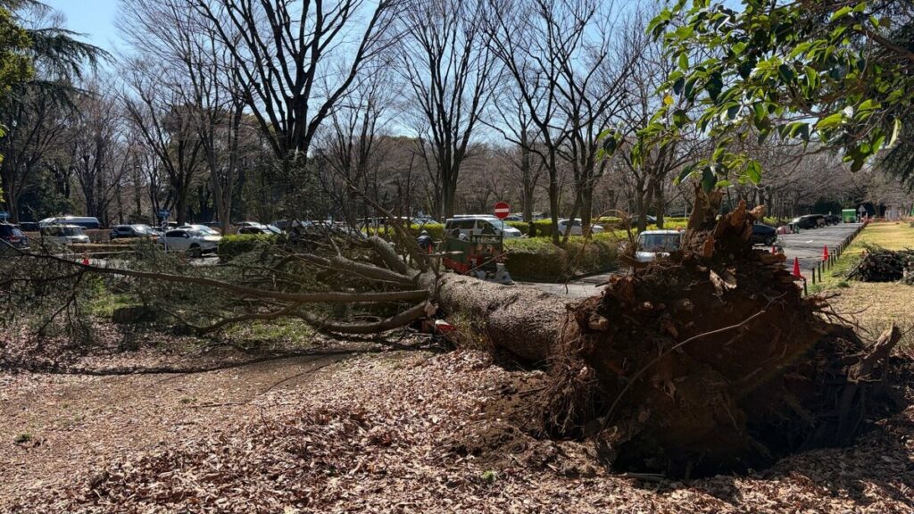 【東京】世田谷区　砧公園で2日連続の倒木　駐車場の車2台が巻き込まれる