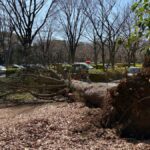 【東京】世田谷区　砧公園で2日連続の倒木　駐車場の車2台が巻き込まれる
