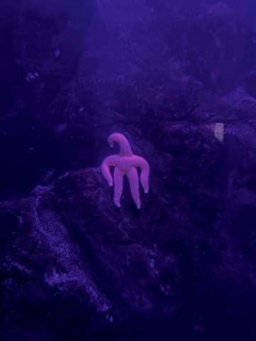 【謎生物】「だいぶ怖い」「これ何？？」　新潟の水族館にいる”謎の生命体”に3.9万人戦慄